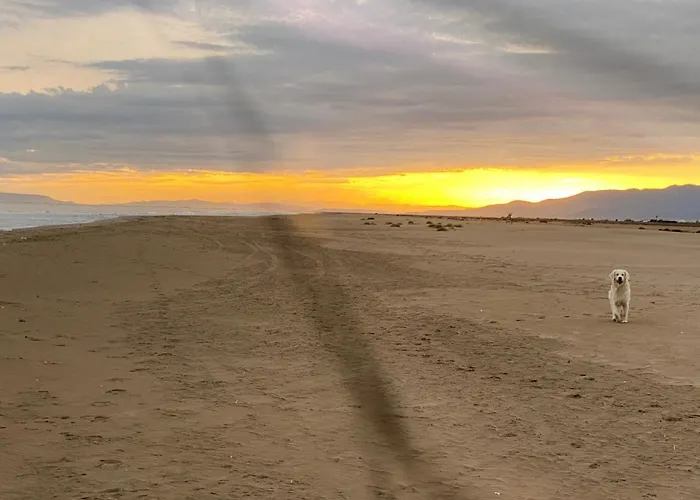 La Calma Del Delta L'Eucaliptus